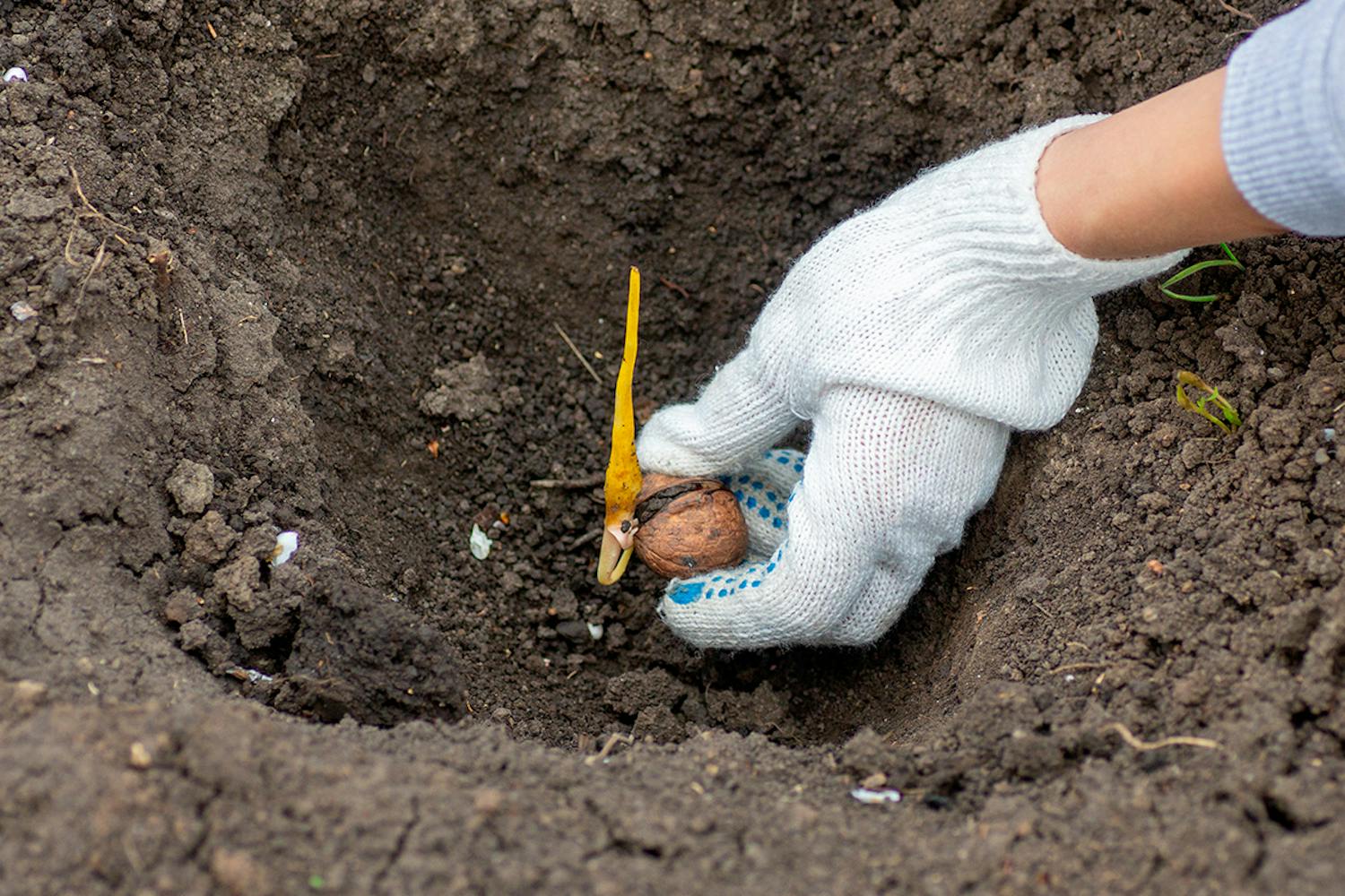 Valnøddetræ Valnøddetræ blade